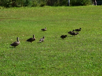 Enten