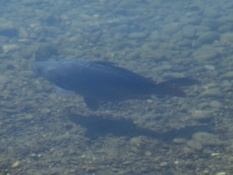 Fisch