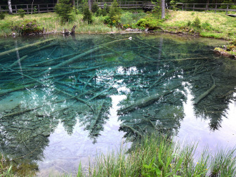 Teich
