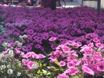 Giro in Caorle