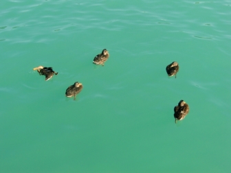 Enten