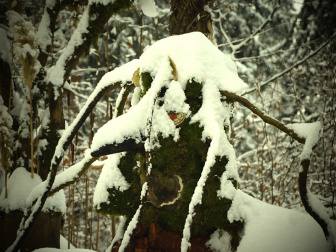 Waldgeister25_Alpe_Adria_Bl