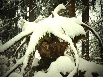 Waldgeister26_Alpe_Adria_Bl