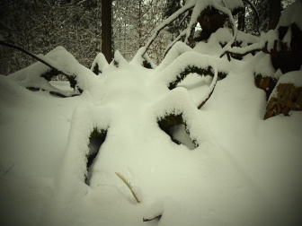 Waldgeister29_Alpe_Adria_Bl