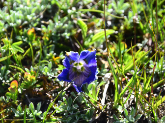 Blauer Enzian