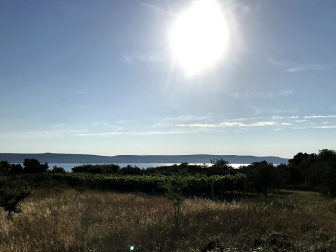 Weingarten mit Meerblick auf Pašman