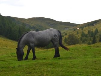 Paradies