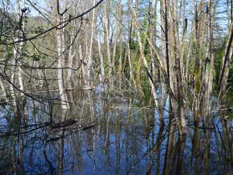 Bleistätter Moor am Ossiacher See