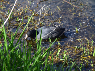 Bleistätter Moor am Ossiacher See