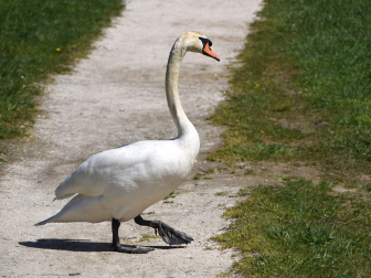 Bleistätter Moor am Ossiacher See