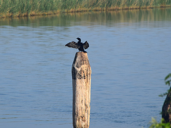 Lagune von Caorle