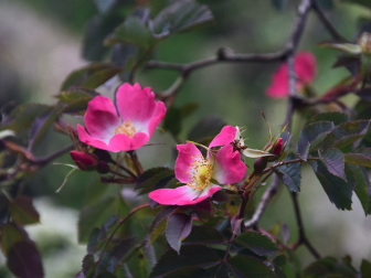 Blumen