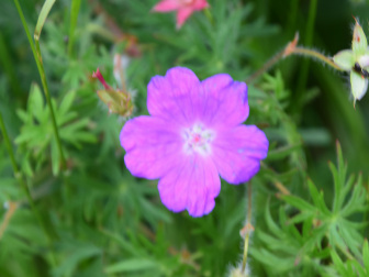 Storchschnabel